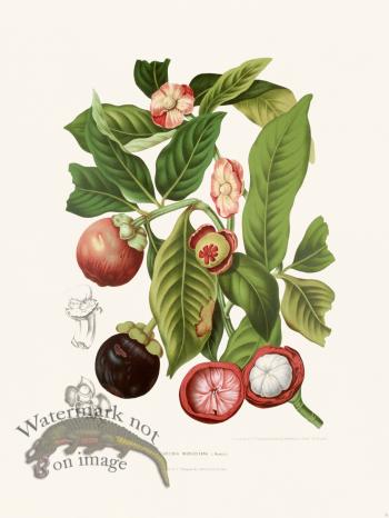 Horticulture of Java 15